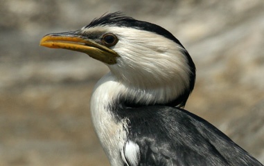IMG_8213b.jpg